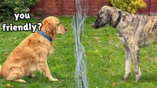 Gentle Golden Retriever Meets Big Rescue Dog