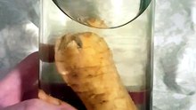 dubai ginseng benefits plus unique ginseng beverage #ginseng #short #dubia