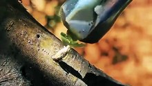 Tree Grafting Technique 🌱 #tree #grafting #technique
