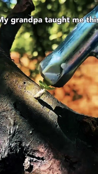 Tree Grafting Technique 🌱 #tree #grafting #technique