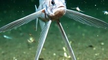 The Fish That Stands on Stilts | Deep Sea Tripod Fish | Deep Wildlife