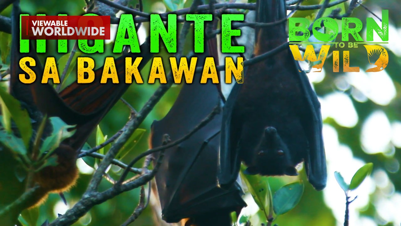 Mahigit 11,000 flying foxes, bakit napadpad sa Davao Occidental? | Born To Be Wild