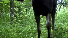 Moose, Roe Deer, and Forest Life