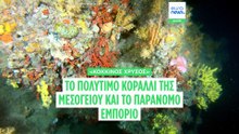 Κόκκινο κοράλλι: Από τον βυθό της Μεσογείου στην αγορά κοσμημάτων- Το λαθρεμπόριο στα ελληνικά νησιά