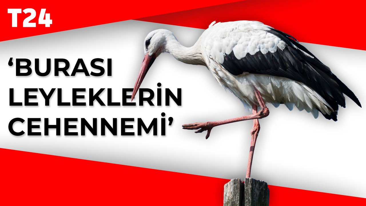 Göç yolundaki 52 leylek İstanbul'da telef oldu