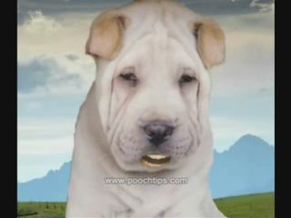 Dog Health And Symptoms Of Worms