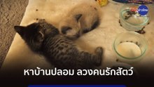 หาบ้านปลอม ลวงคนรักสัตว์ กับดักมิจฉาชีพ
