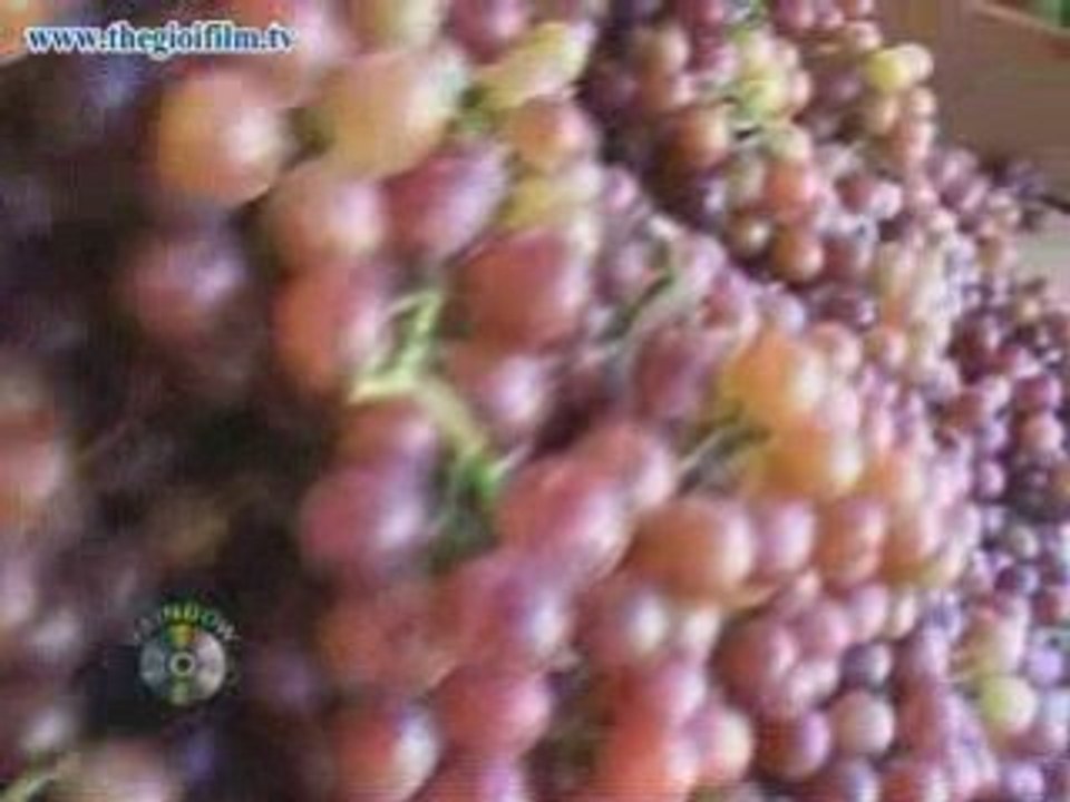 TheGioiFilm.tv_SGLucTinhDongNai2-1