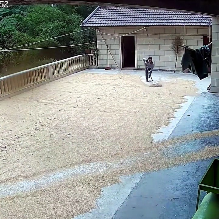 Before the expected rain, the whole family rushed to bring in the wheat so it wouldn't spoil.