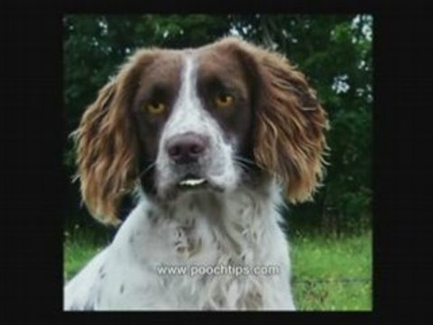 Dog Health And Common Ailments