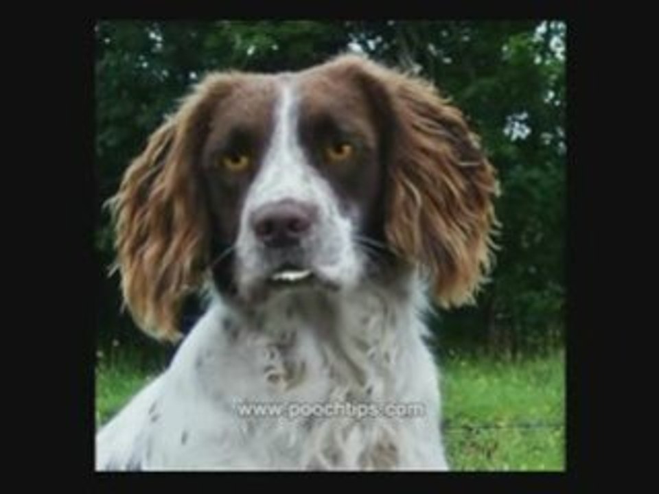 Dog Health And Common Ailments