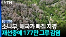 "애국가에서 빠질 지경"...재선충 대발생에 177만 그루 감염 / YTN