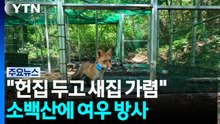 "여우야 여우야 헌집 두고 새집 가렴"...28마리 방사 / YTN