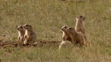 Prairie Dogs The Talk of the Town
