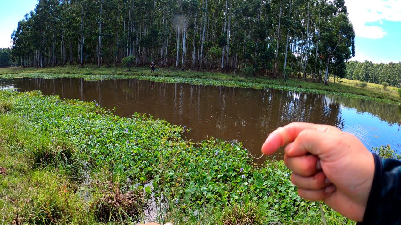 pescando tarariras en laguna llena de camalotes, mojarreando y atarrayando, pesca de barrio