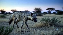 Aardwolf : The shy nocturnal hunter with a surprising appetite for termites