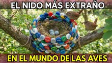 Los nidos de aves más sorprendentes del mundo