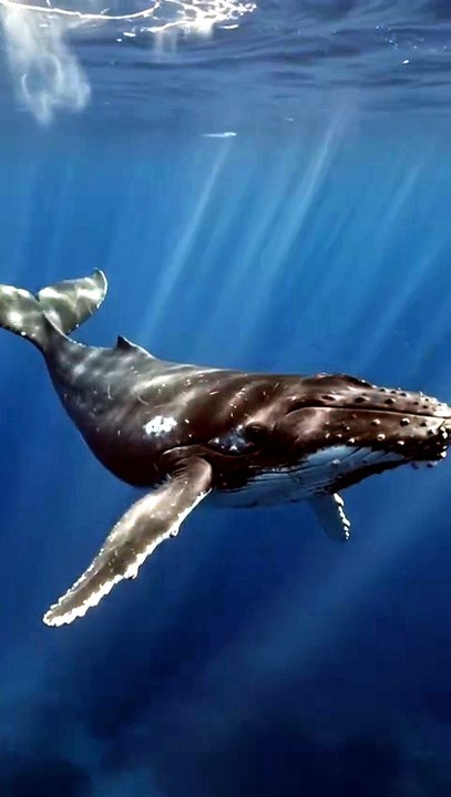 **How Whales Sleep Without Drowning 🐋**