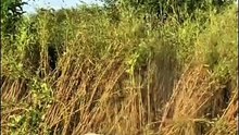 Grass cutting machine robot