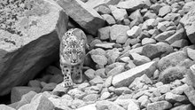 Wild Animal spotted | Like and follow for more