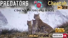 PREDATORS - Season 1 | Episode 1 - CHEETAH | Nature’s Fastest Hunter! | Hindi Dubbed Documentary | Exclusive on Cinema Studio! | #cinemastudio #Predators #Cheetah #CinemaStudio #WildlifeDocumentary #HindiDubbed #NatureLovers #AnimalFacts #JungleAdventure