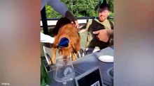 Goldens Have No Idea How Funny They Are 😂 Funniest Dog Videos