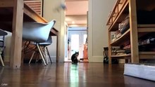 When The Funniest Moments Come Out Of Nowhere 🤣 Best Animal Videos