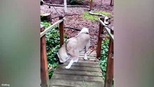 You Never Really Know Whats Coming Next 😂 Funny Animal Videos