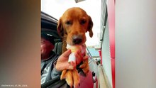 Funniest Animal Videos  😂 The Funniest Animals on the Internet Today