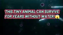 This Animal Can Survive Without Water for Years! 😱