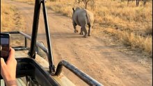 He stopped… looked back… and the whole safari vehicle went silent. 🦏😳