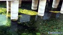 Video News - Sebino, alghe e livelli del lago bassi: battelli fermi in due porti