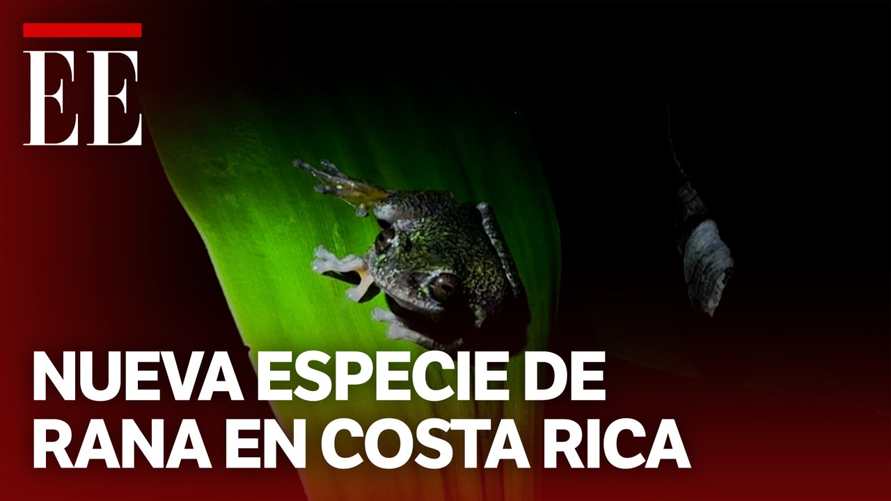 Descubren nueva especie de rana en Costa Rica