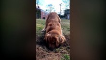 Quack doctor helps golden retriever recover from depression