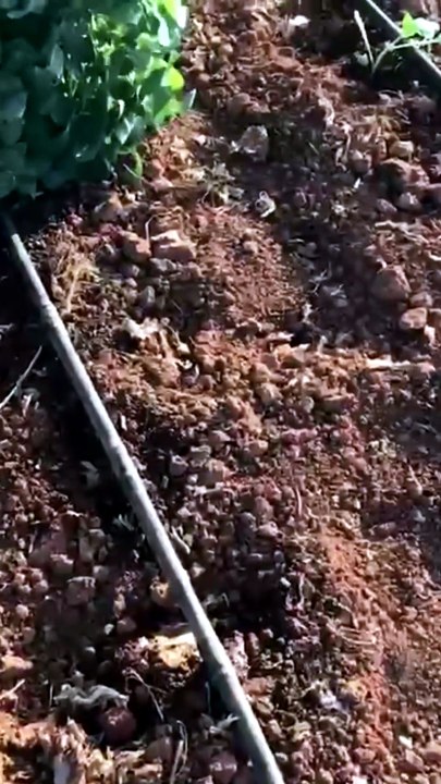 Cabbage seedlings are being planted.