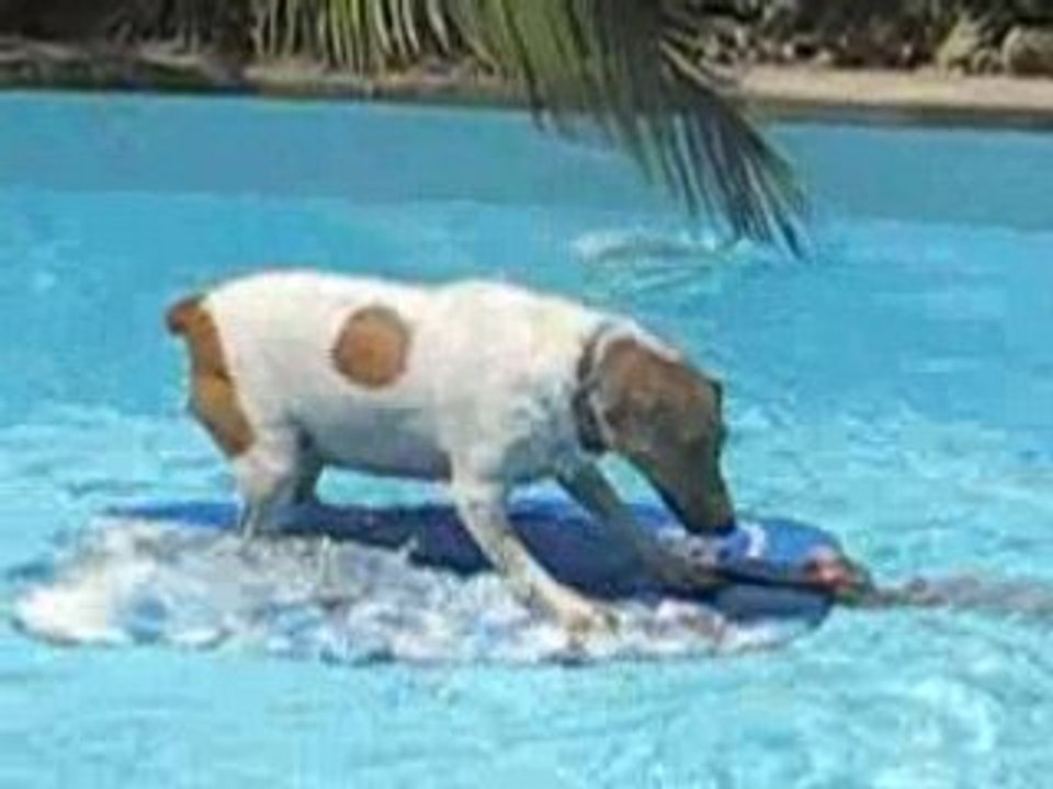 Luna dans la piscine