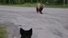 Rencontre fortuite en forêt canadienne 😅