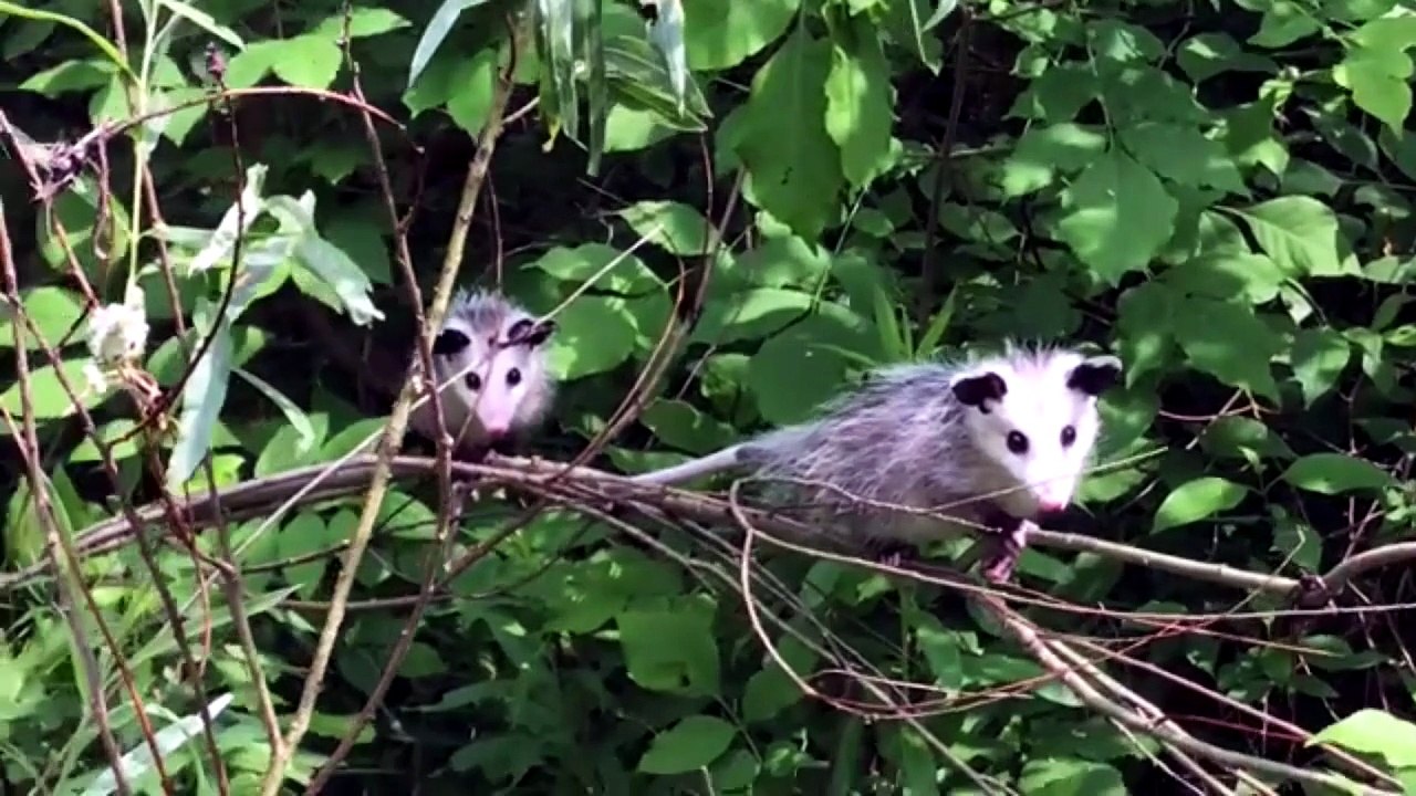 what possums like to eat
