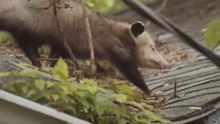 what fruit do ringtail possums eat