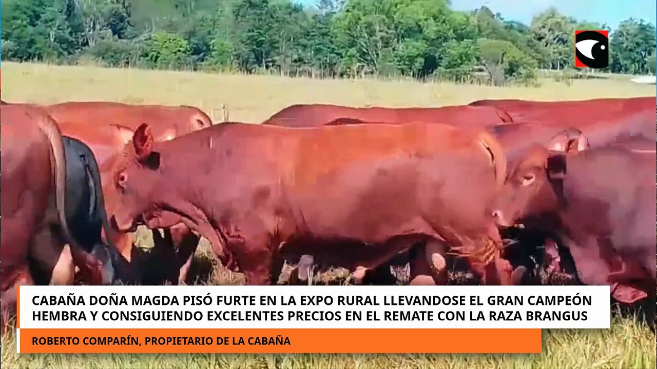 CABAÑA DOÑA MAGDA GRAN CAMPEÓN HEMBRA Y CONSIGUIENDO EXCELENTES PRECIOS EN EL REMATE
