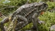 🐸 Midwife Toad: The Frog That Protects Its Eggs!