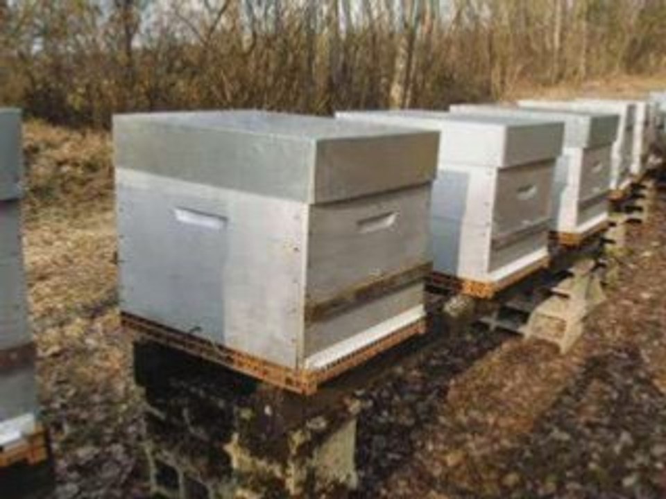 La mort des abeilles met la planète en danger