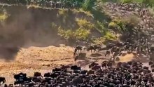 The Great Migration, Fenomena Spektakuler di Benua Afrika