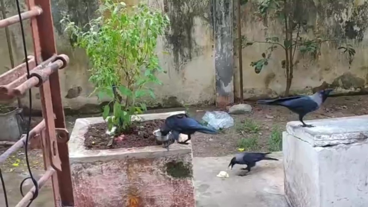 Feeding crows