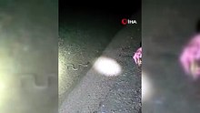 Hazar Gölü’nde gece avı: Yılanın balık avladığı anlar kamerada