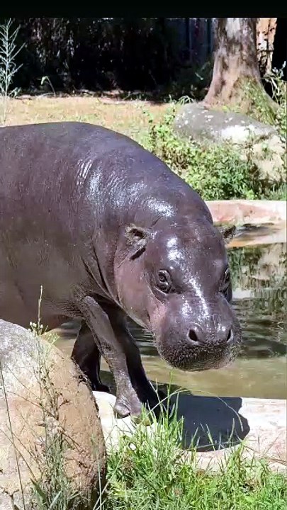 Hipopótamo-pigmeu em risco de extinção nasce no Zoo Santo Inácio em Gaia
