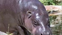 Hipopótamo-pigmeu em risco de extinção nasce no Zoo Santo Inácio em Gaia