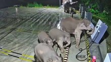 Aasiannorsu kaatoi latausaseman poikaseen liittyneen tilanteen jälkeen