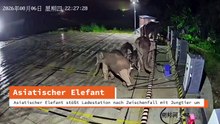 Asiatischer Elefant stößt Ladestation nach Zwischenfall mit Jungtier um