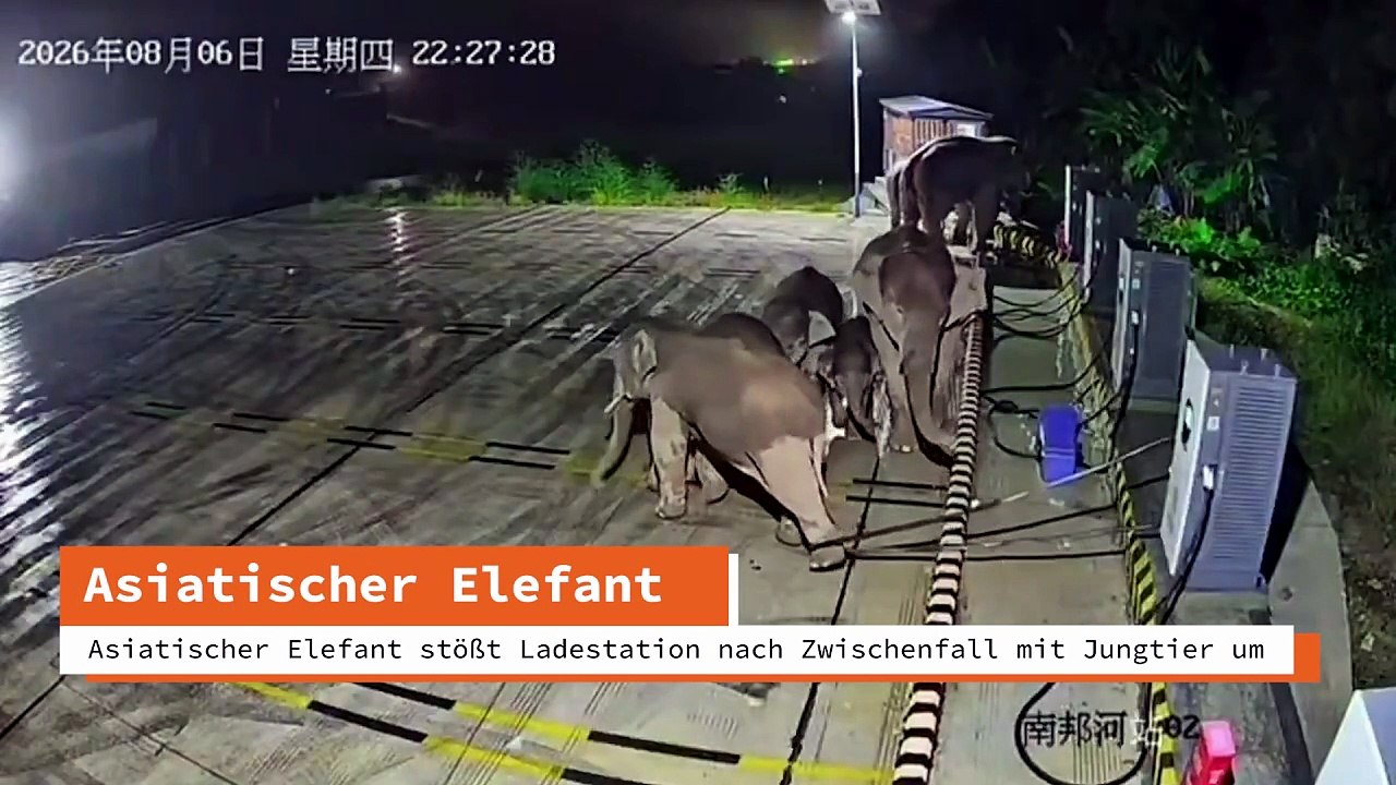 Asiatischer Elefant stößt Ladestation nach Zwischenfall mit Jungtier um